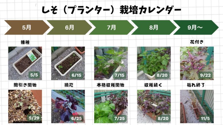プランターで育てたシソの種まきから間引き、摘芯、収穫、花付きまでの成長記録