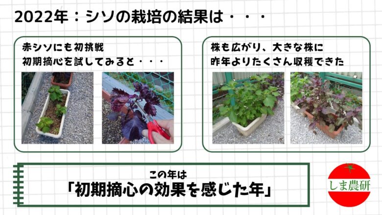 2022年に青シソと赤シソをプランターで育て初期摘心後に大きく育った様子