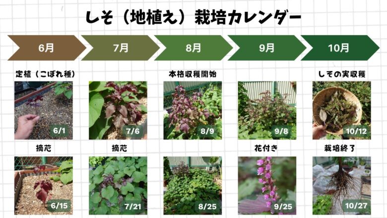 2024年に地植えで育てた赤シソの定植から収穫、花付き、しその実収穫までの成長記録