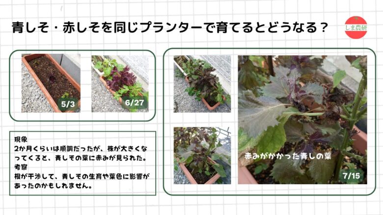 青しそと赤しそを同じプランターで育て葉色の変化を観察した図解