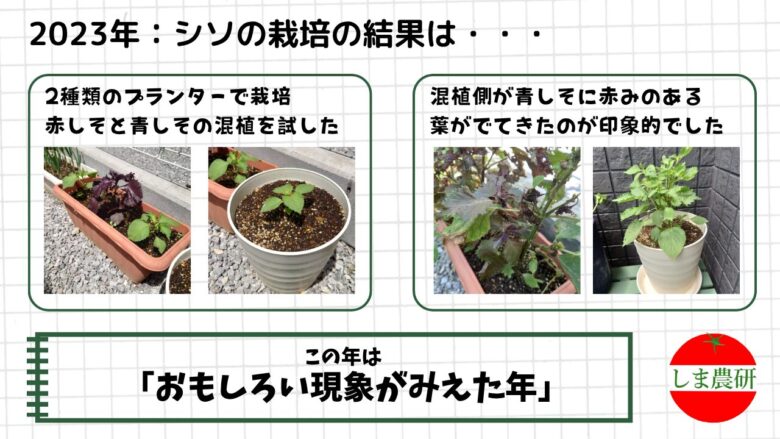 2023年に赤シソと青シソを混植し青シソに赤みのある葉が見られた様子