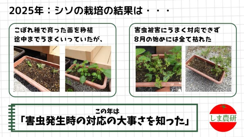 2025年にこぼれ種のシソをプランターへ移植し害虫被害を観察した様子