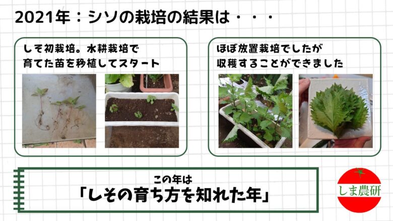 2021年に水耕栽培の苗をプランターへ移植しシソを収穫した様子