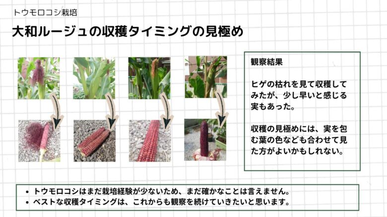 大和ルージュのヒゲの枯れ方と収穫後の実を比べながら、収穫タイミングを観察した画像