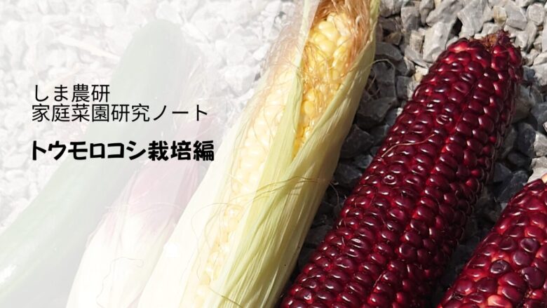 トウモロコシを育てる様子をまとめた『しま農研 家庭菜園研究ノート トウモロコシ栽培編』のアイキャッチ画像