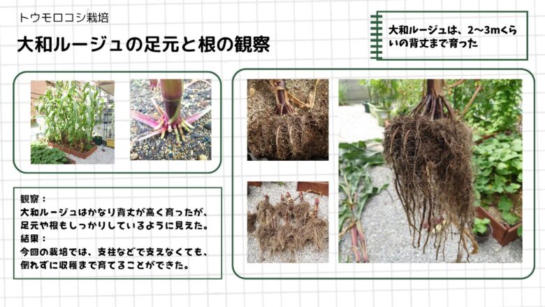 大和ルージュの草丈、足元の支え根、収穫後の根の広がりを観察した画像