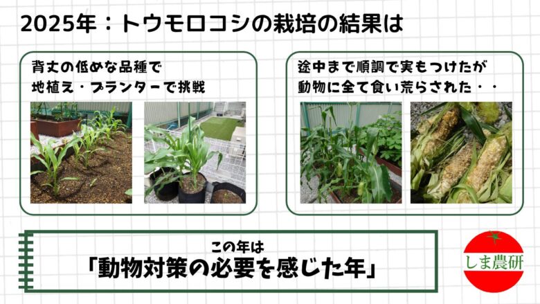 2025年に背丈の低いトウモロコシを地植えとプランターで育て、収穫前に動物被害を受けた様子