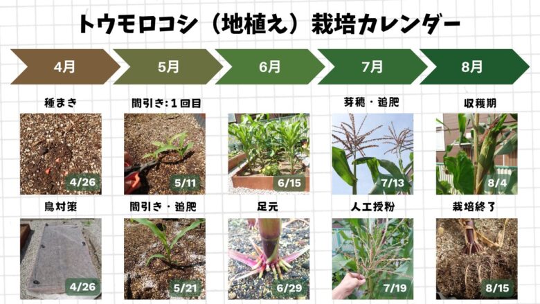 4月の種まきから間引き、人工授粉、8月の収穫までを時系列でまとめた地植えトウモロコシの栽培カレンダー