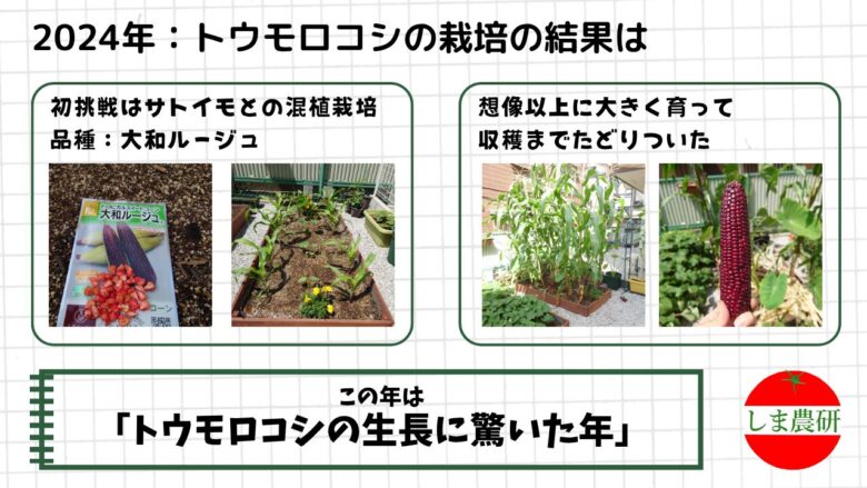 2024年に大和ルージュをサトイモと混植し、大きく育って収穫までたどりついた様子