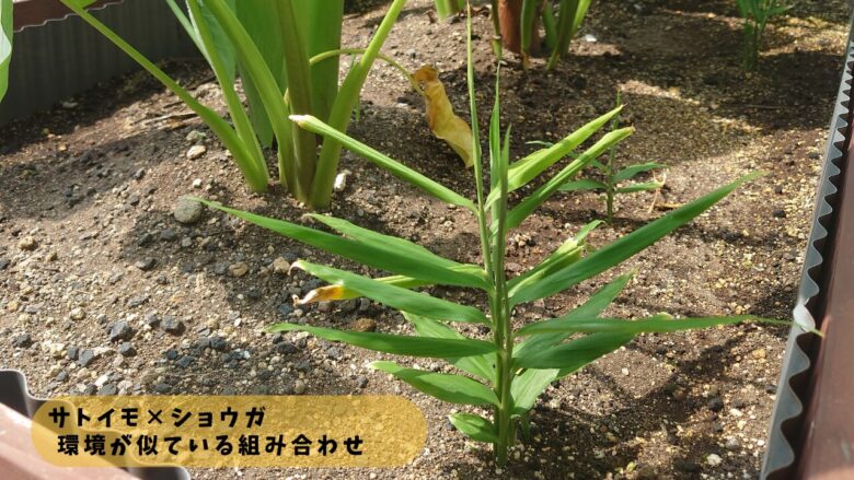 サトイモとショウガを一緒に育てた混植栽培。湿り気のある環境を好む野菜同士で、相性の良いコンパニオンプランツの組み合わせ例