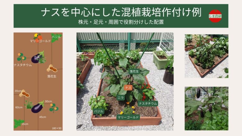 ナスを中心にした混植栽培の作付け例。レイズドベッド（180×90cm）内で、ナスの株元にニラ、足元に落花生、周囲にバジル・ナスタチウム・マリーゴールドを配置したコンパニオンプランツの実例と距離目安を図と写真で紹介。
