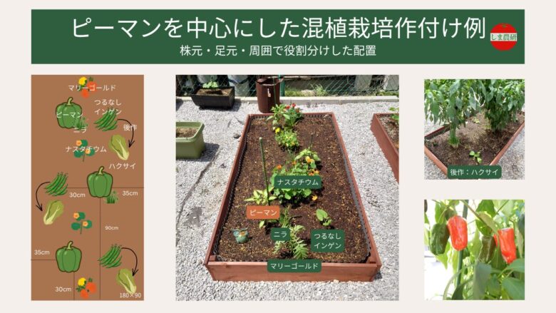 ピーマンを中心にした混植栽培の作付け例。レイズドベッド（180×90cm）で、株元にニラ、足元につるなしインゲン、周囲にナスタチウムとマリーゴールドを配置し、収穫後はハクサイへつなぐリレー栽培と距離目安を図と写真で紹介。