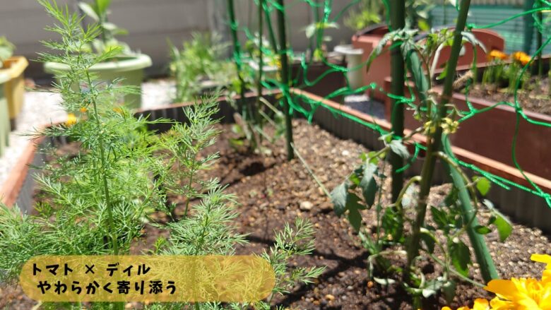 トマトの近くに植えたディルの様子。細い葉と花で風通しを保ちながら混植している栽培風景