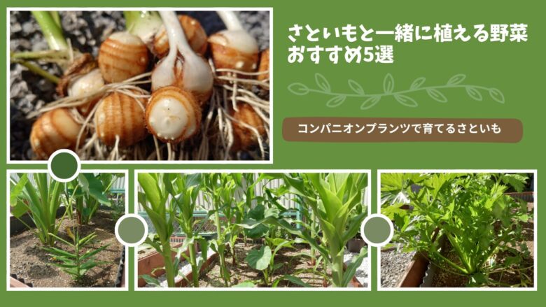 サトイモと一緒に植えたい野菜おすすめ3選。トウモロコシ・ショウガ・セロリを組み合わせたコンパニオンプランツの混植栽培を、しま農研の実例写真で紹介したアイキャッチ画像