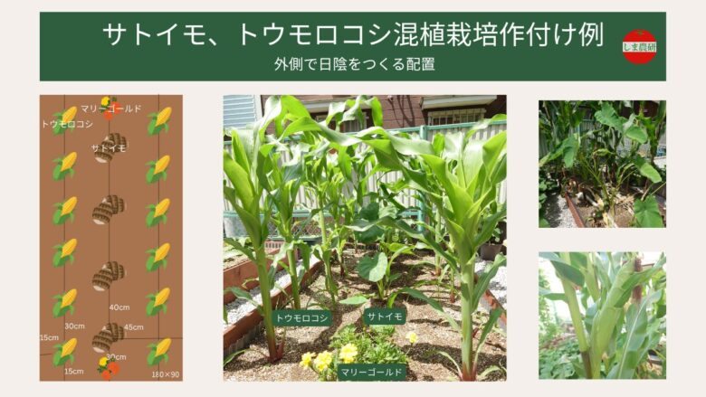 サトイモとトウモロコシの混植栽培の配置例。レイズドベッド（180×90cm）で外側にトウモロコシを配置し、内側にサトイモを植えて日陰をつくる構成。高さを活かした配置と株間の目安を図解。