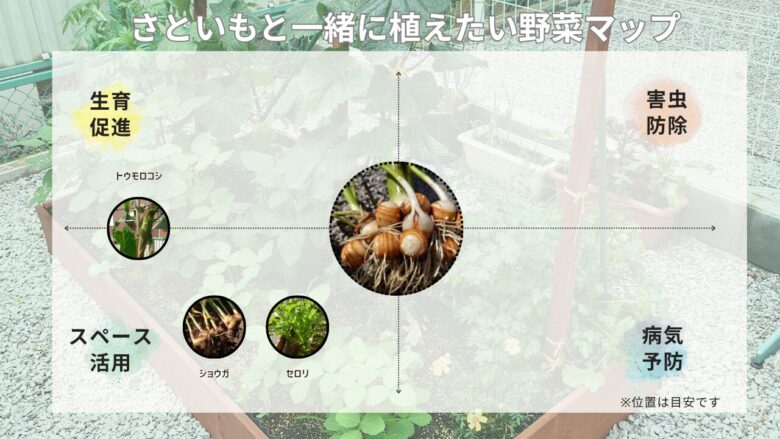 サトイモと一緒に植えたい野菜マップ。中央にサトイモ、周囲にトウモロコシ・ショウガ・セロリを配置し、生育促進・害虫防除・スペース活用・病気予防の関係を図解したコンパニオンプランツ例