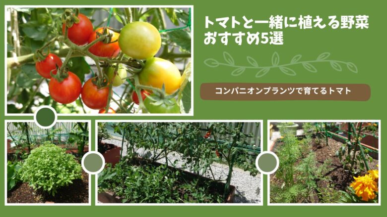 トマトと一緒に植える野菜のアイキャッチ画像。バジルや落花生、ディル、マリーゴールドなどのコンパニオンプランツと混植した栽培の様子