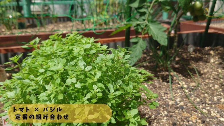 トマトの株元に植えたバジルの様子。混植によって葉の状態が安定している栽培の様子