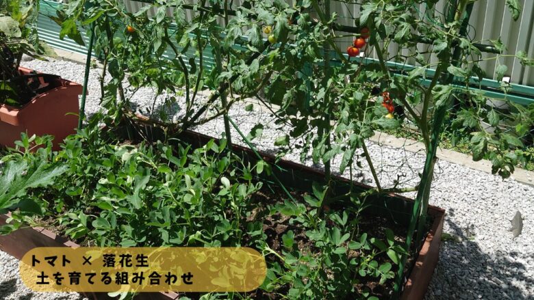 トマトの株元に広がる落花生の様子。地面を覆いながら土壌環境を整える混植栽培の風景