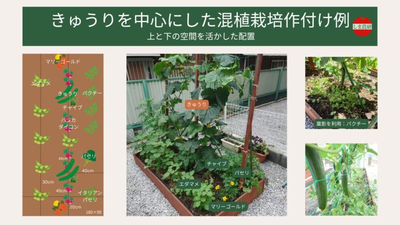 きゅうりを中心にした混植栽培の配置例。レイズドベッド（180×90cm）で上に伸びるきゅうりと、足元にエダマメ・パセリ・パクチー・チャイブ・ハツカダイコン・マリーゴールドを配置し、空間を活かした育て方と距離の目安を図解。