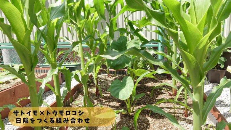 トウモロコシとサトイモの混植栽培。背の高いトウモロコシが日陰をつくり、サトイモの生育環境を整えるコンパニオンプランツの配置例