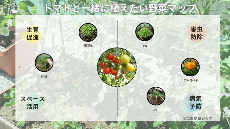 トマトと相性の良いコンパニオンプランツの配置図。バジルやマリーゴールド、ニラ、落花生などを組み合わせた混植の関係を示した図
