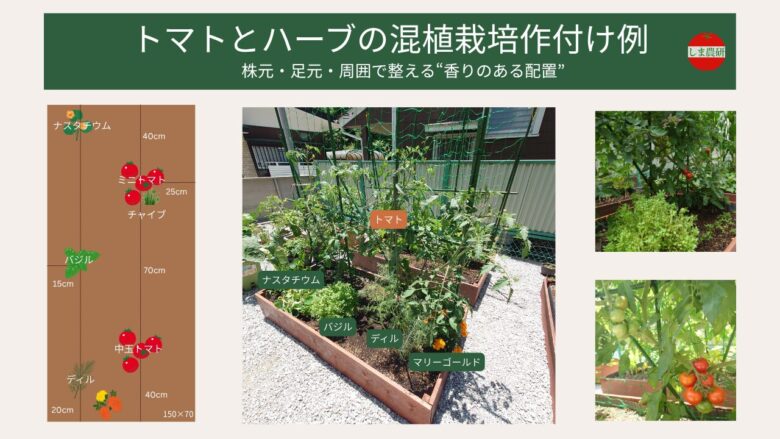 トマトとハーブの混植栽培の配置例。レイズドベッド（150×70cm）にトマトを中心に、バジル・ディル・ナスタチウム・チャイブ・マリーゴールドを株元・足元・周囲で役割分けして配置し、距離の目安も図解した実例。