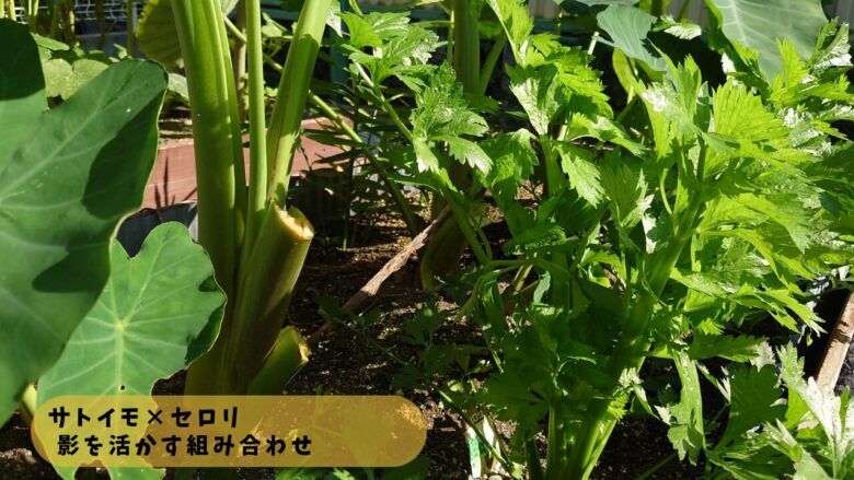サトイモとセロリの混植栽培の様子。大きなサトイモの葉がつくる日陰を活かして、セロリをやわらかく育てるコンパニオンプランツの配置例