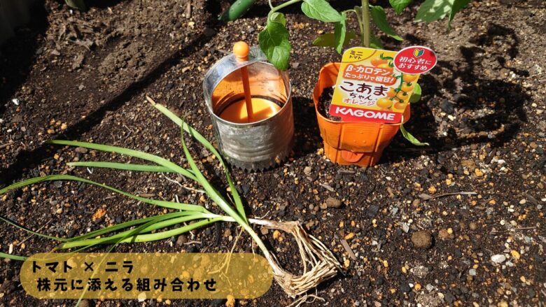 トマトの植え穴に添えたニラの様子。株元に配置して土壌環境の変化を観察している混植栽培