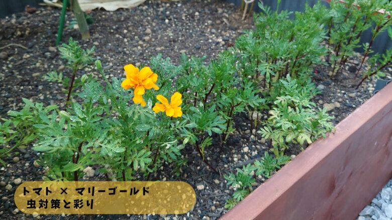 トマトの周りに植えたマリーゴールドの様子。虫対策と彩りを兼ねたコンパニオンプランツの栽培風景