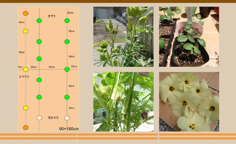 オクラの混植栽培作付け