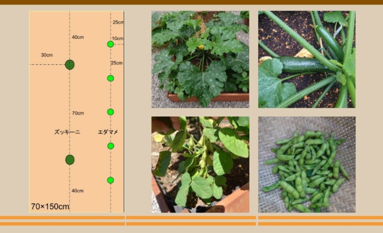 ズッキーニとエダマメの混植栽培の作付け