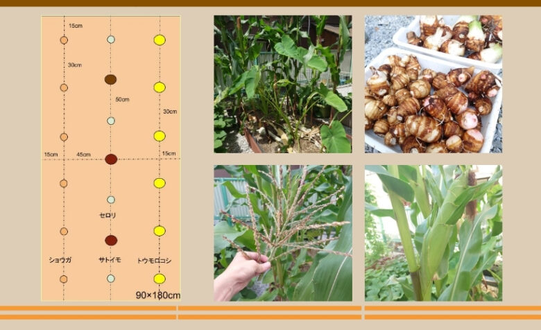 サトイモ、トウモロコシ、しょうが混植栽培の作付け