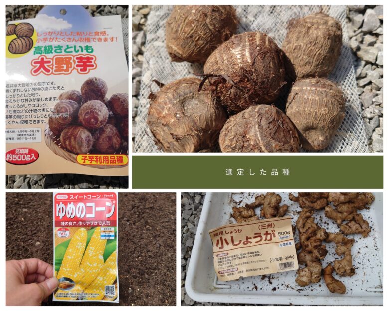 選定した品種の写真
