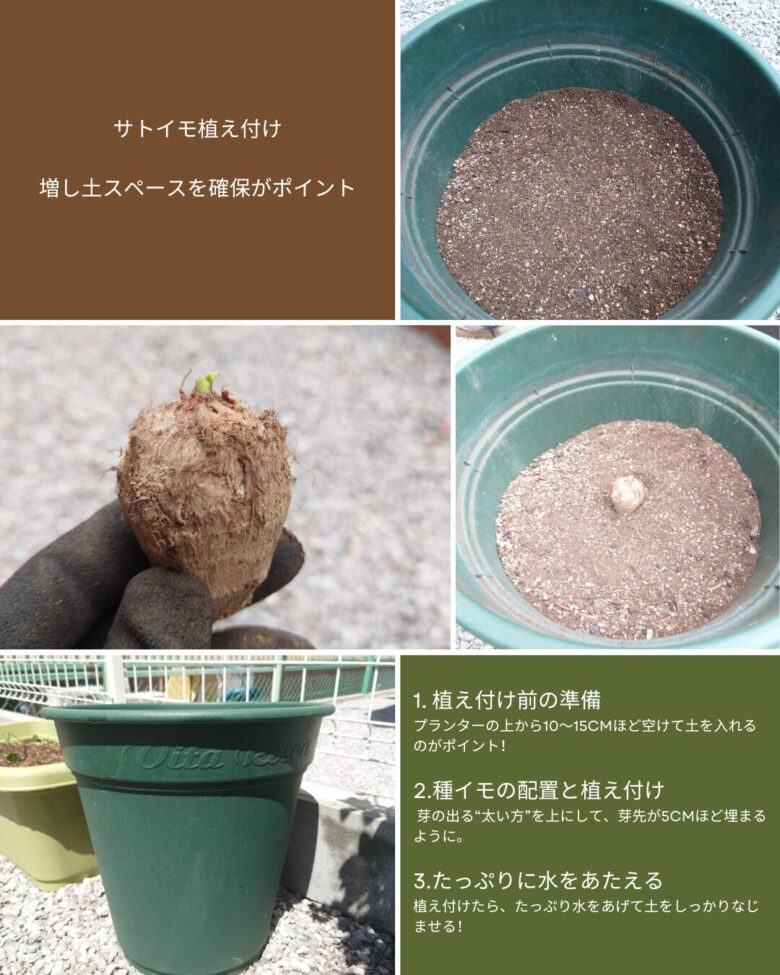 サトイモの植え付け手順