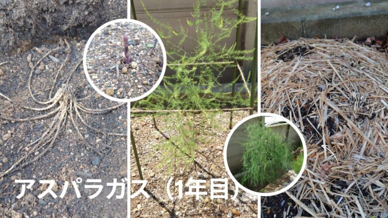 アスパラガス1年目の様子