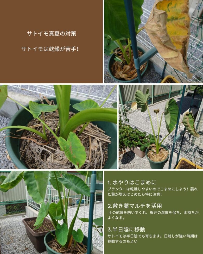 サトイモの真夏の対策