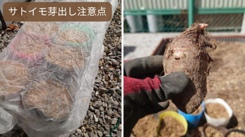 サトイモ芽出しの注意点