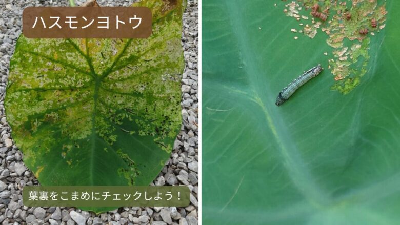 サトイモの害虫