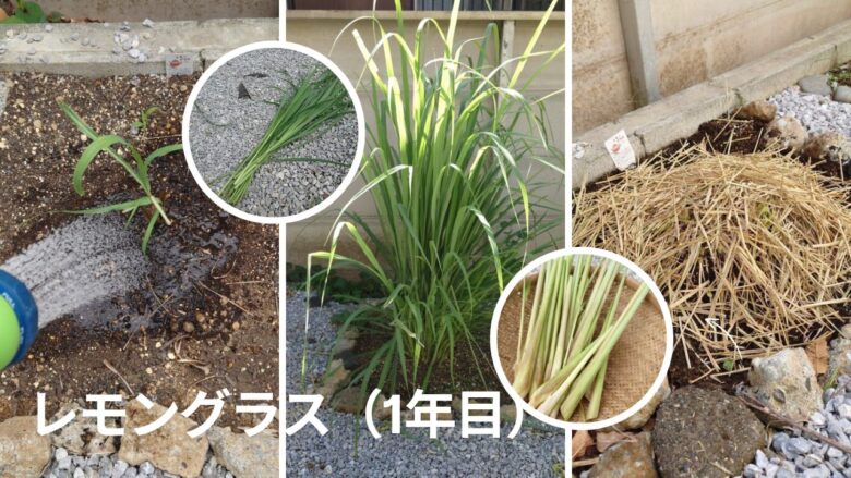 レモングラス(1年目)の様子