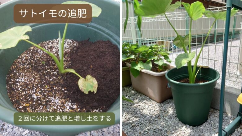 サトイモの追肥と増し土