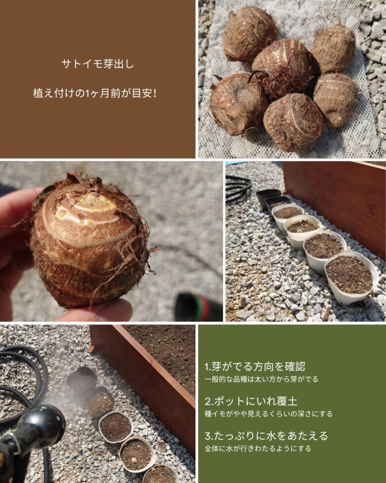サトイモ芽出しの手順