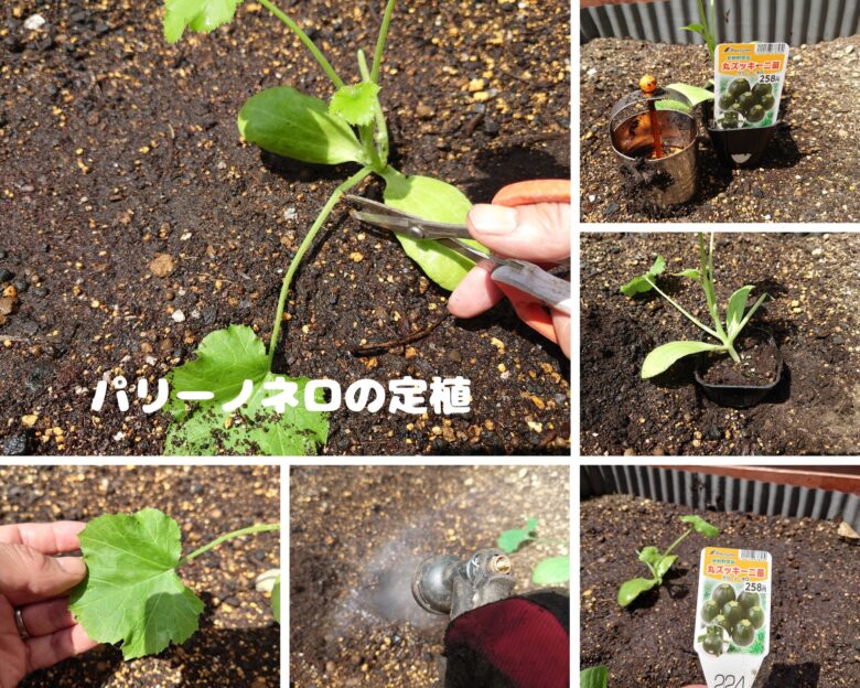 パリーノネロ定植観察