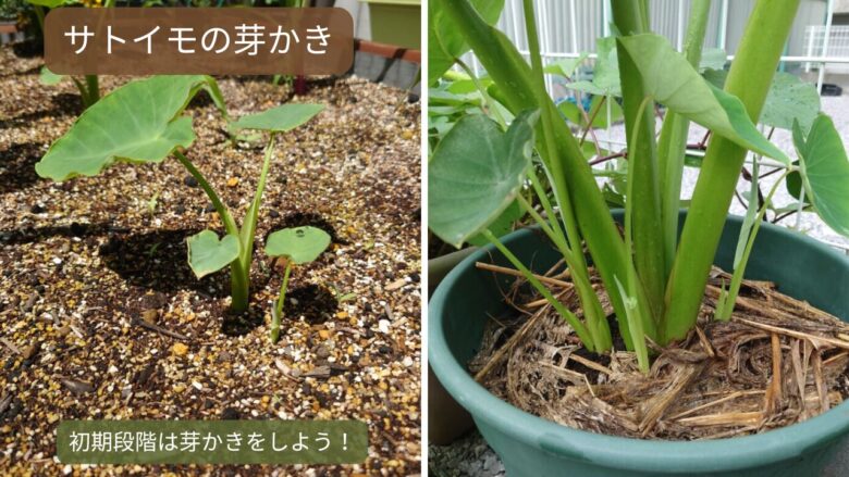 サトイモの芽かき