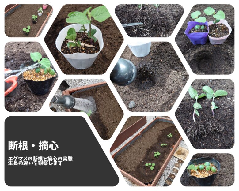 エダマメ定植・断根と摘心実験