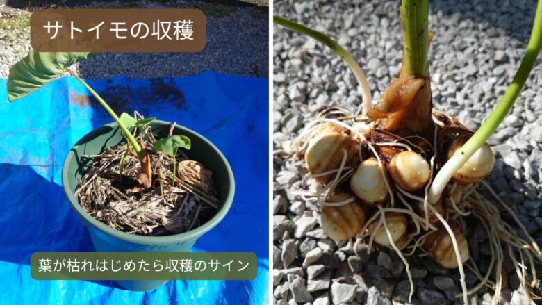 サトイモ収穫