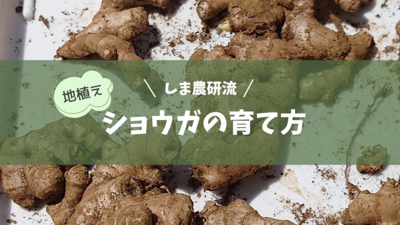 地植えでのショウガの育て方アイキャッチ