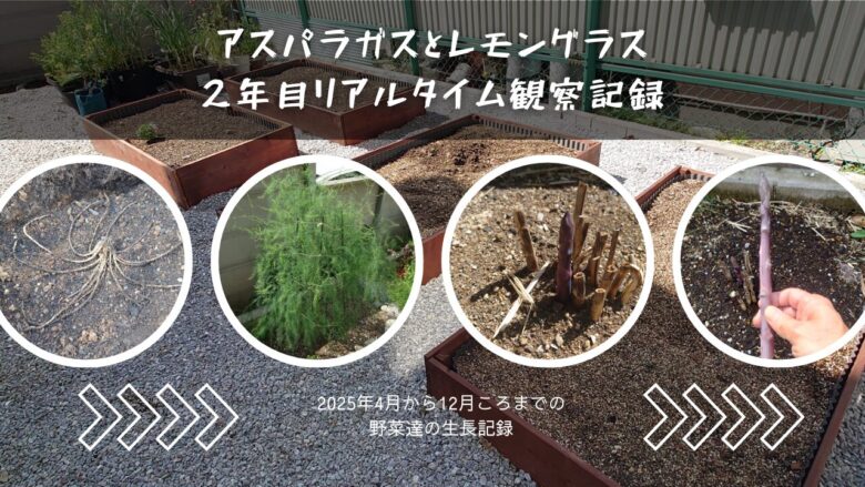 アスポらガスとレモングラスのリアルタイム観察記録のアイキャッチ
