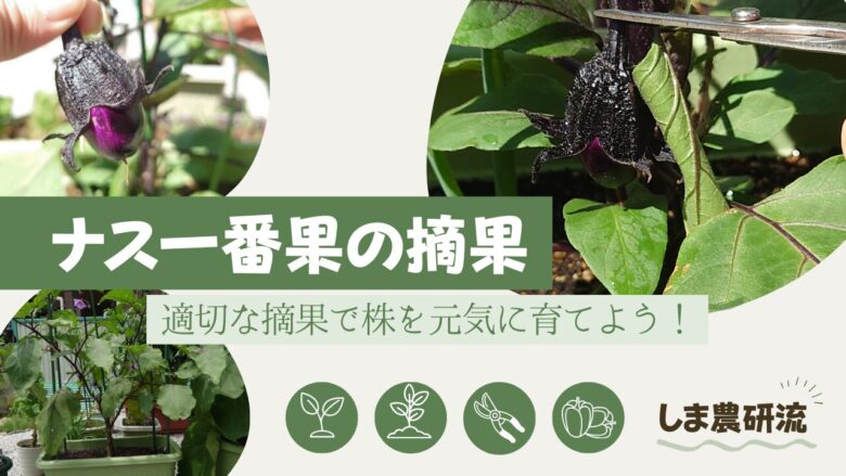 ナスの一番果の摘果
