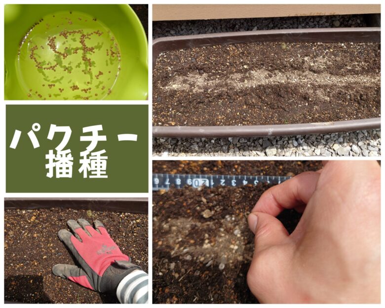 パクチー播種観察